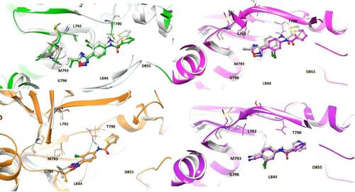 Figure 5 Initial docked poses of reference (grey colour for each EGFR-ligand complex) and overlay of MD simulated poses of corresponding EGFR-7a (green colour), EGFR-7b (marron colour), EGFR-7e (red colour), and EGFR-7m (blue colour) complexes showing induced-fit effect.