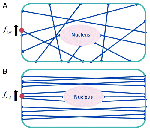 Figure 2. Schematic diagram of two representative stress fiber networks: (A) randomly oriented case; (B) case where stress fibers are aligned nearly parallel to one another. A force is applied to an integrin on the cell surface to which an actin stress fiber is linked as shown.
