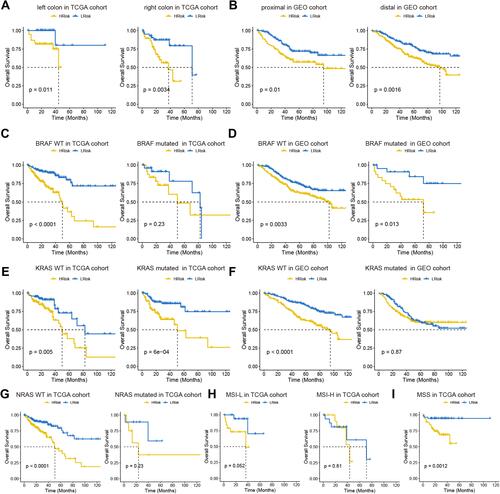 Figure 5 Analysis of prognostic survival of patients with COAD by risk model. (A and B) Kaplan-Meier curve based on the tumor location in TCGA (A) and GEO (B) cohort. (C–F) Kaplan-Meier curve based on BRAF and KRAS status in TCGA (C and D) and GEO (E and F) cohorts. NRAS status in TCGA (G). MSI status in TCGA (H). MSS status in TCGA (I).