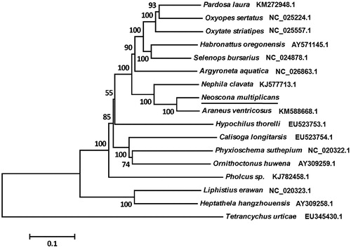 Figure 1. Phylogenetic tree showing the relationship between N. multiplicans and 15 other spiders based on neighbour-joining method. Tetrancychus urticae was used as an outgroup. GenBank accession numbers of each species were listed in the tree. Spider determined in this study was underlined.