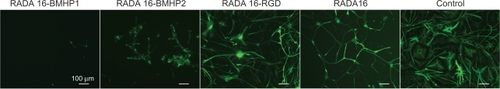 Figure 7 Immunofluorescence was performed in NSCs after 7 days of differentiation. NSCs had been proliferating for 5 days in each of the SAPs in analysis. GFAP positive cells are shown.Abbreviations: BMHP, bone marrow homing peptide; GFAP, glial fibrillary acidic protein; NSC, neural stem cell; RGD, Arg-Gly-Asp; SAP, self-assembling peptide.