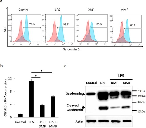 Figure 4 DMF or MMF treatment inhibits LPS-activated expression and activation of gasdermin-D (GSDMD) in NK92 cells. (A) Flow cytometry data showing an increase in the percentages of GSDMD positive cells after LPS treatment, but not post DMF or MMF treatment (B) RT-PCR data showing the mRNA expression of GSDMD gene expression. Cells were either left untreated (Control), treated with 10 μg/mL LPS or LPS plus 100 μM of either DMF or MMF in the presence of 200 IU/mL IL-2. *P<0.01 comparing the gene expression of GSDMD in the presence of LPS vs in the presence of LPS plus DMF or MMF. (C) Cleaving of GSDMD into active GSDMD in untreated (Control) NK92 cells, or cells incubated with LPS, DMF or MMF.