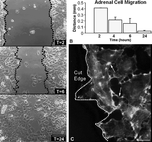 Figure 1.  Characterization of cell migration. Cell migration was assessed with the wound-healing assay and then captured with phase-contrast microscopy. The wound area was decreased as cells migrated into the denuded space (time = 2, 6 and 24 h are shown) (A). The width of the denuded space was quantitated (time = 2, 4, 6, and 24 h) and graphed (B). Note that the migrating cells remain in contact with one another (arrows) and remain in a sheet-like formation and that the actin cytoskeleton (green) is present in protrusions of cells at the leading edge (C). Bar = 240 µm (A), 20 µm (C).
