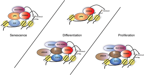 Figure 4. Models showing various complexes of pocket proteins and KDM5A that are involved in differentiation, proliferation and senescence. (I) during proliferation E2F4 forms a complex with KDM5A with the help of p130. This interaction is limited to early G1 and the model proposes various members such as sin3 HDAC, dREAM complex components and SWI/SNF are a part of this complex to repress transcription at E2F-responsive promoter. (II) during differentiation, KDM5A is part of following complexes; (i) KDM5A interacts with pRb directly to regulate gene activity of BRD2 and BRD8. pRb sequesters KDM5A, preventing the H3K4me3 removal, which leads to increased transcriptional activity at BRD2 and BRD8 promoters. (ii) similar to the complex in proliferating cells, KDM5A interacts with E2F4 indirectly with the help of p130 along with various components like dREAM to form a repressor complex during differentiation. (III) during senescence, pRb, sin3HDAC and KDM5A forms a complex at the E2F responsive promoter, most likely with an E2F transcription factor, to repress transcription.