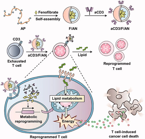 Figure 8. Schematic diagram of the preparation process of aCD3/F/AN and its mechanism of action in vivo. This figure has been adapted/reproduced from ref 161 with permission from Springer, Copyright 2021.