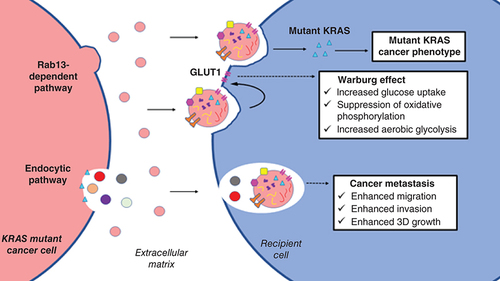Figure 2. Carcinogenic properties of mutant Kirsten rat sarcoma virus cancer-derived extracellular vesicles.EVs: Extracellular vesicles; KRAS: Kirsten rat sarcoma virus.