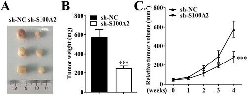 Figure 5. Knockdown of S100A2 suppressed tumour growth in vivo. (A) The photographs, (B) tumour weight and (C) tumour volume of xenograft tumours from sh-NC and sh-S100A2 groups, n = 3, ***p < .001.