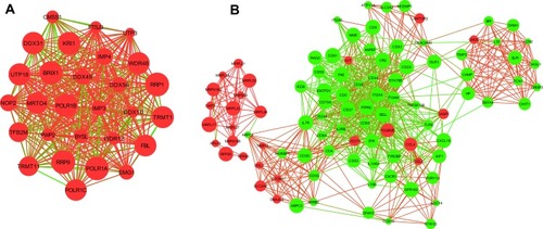 Figure 4 The significant module was extracted from the giant network: (A) red corresponds to the up-regulated gene; (B) green corresponds to the down-regulated gene in NEC.