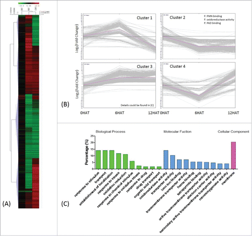 Figure 5. Classification of drought-regulated genes in P. indica colonized maize seedlings 2037 DEGs regulated by drought were identified by comparing transcripts from P. indica+/Drought+ and P. indica+/Drought- (III in Fig. 1A). (A) and (B) same as Fig. 3. (C) Detailed GO classification of cluster 3 in (B). Top ten terms in biological processes and molecular functions were shown, respecctively.