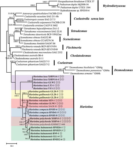 Fig. 29. Maximum-likelihood phylogenetic tree inferred from 18S+ITS sequences. Only bootstrap values above 50 and Bayesian posterior probabilities above 0.75 are shown. Different colour boxes represent different species in Hariotina. Serial number represents intron insertion type. The strains provided in this study are indicated in bold. Strains labelled with quotes indicate that names correspond to GenBank labels and not confirmed by comparison with type material