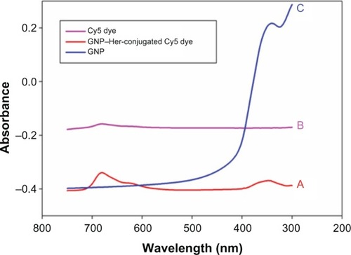 Figure 6 UV–vis absorption spectra of the GNP–Her-conjugated Cy5 dye (A), Cy5 dye (B), and GNP (C) in aqueous solution.