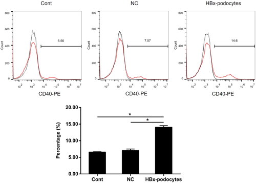 Figure 4. Significantly upregulated the CD40 expression in HBx-podocytes. Flow cytometry analysis of CD40 expression in human podocytes with empty vector lentivirus (NC) or HBx-expressing lentivirus (HBx-podocytes) transfection and without transfection (cont) for 24 h. Data are presented as the mean ± SD (n = 3). *p < 0.05.