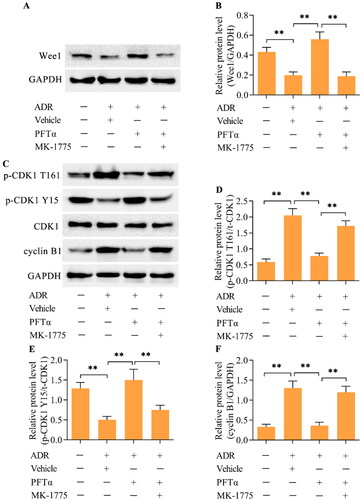 Figure 6. Inhibition of Wee1 reversed the p53 inhibition-mediated effects on the CDK1/cyclin B1 axis. ADR-treated podocytes were incubated with PFTα and MK-1775 for 24 h, and the levels of (A, B) Wee1, (C-F) p-CDK1 (T161), p-CDK1 (Y15) and cyclin B1 were measured via Western blotting. n = 3, **p < 0.01.