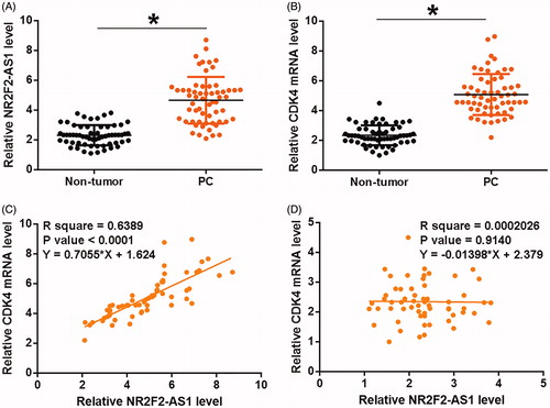 Figure 1. NR2F2-AS1 and CDK4 mRNA were upregulated and positively correlated in PC. Expression levels of NR2F2-AS1 (A) and CDK4 mRNA (B) in two types of tissues (non-tumor and PC) were measured and compared by qPCR and paired t test, respectively. Pearson’s correlation coefficient was used to analyze the correlations between NR2F2-AS1 and CDK4 mRNA in both PC (C) and non-tumor (D) tissues. Mean values of three biological replicates were presented, *p < 0.05.