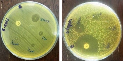 Figure 8. (A) Antibacterial activity of synthesized AgNPs against E.coli (B) Antibacterial activity of synthesized AgNPs against S. aureus.