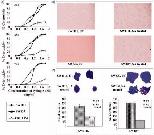 Figure 1. Antimitogenic activity of SA on human colorectal cancer and normal human fibroblast cells. (a) Time- and dose-dependent antimitogenic effect of SA on cancer cell lines SW1116 and SW837 and normal human fibroblast CRL1554, (b) Morphological changes of cancer cells treated with SA, (c) Colony formation by untreated and SA-treated cancer cell lines.