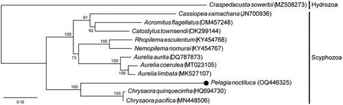 Figure 3. A maximum-likelihood (ML) tree of the class Scyphozoa was constructed using the 13 concatenated mitochondrial protein-coding genes from the complete mt genomes and LG + G + I + F model. We used the following sequences: Craspedacusta sowerbii MZ508273 (unpublished), Cassiopea xamachana JN700936 (unpublished), Acromitus flagellatus OM457248 (Lin et al. Citation2022), Catostylus townsendi OK299144 (unpublished), Rhopilema esculentum KY454768 (Wang and Sun Citation2017b), Nemopilema nomurai KY454767 (Wang and Sun Citation2017a), Aurelia aurita DQ787873 (Shao et al. Citation2006), A. coerulea MT023105 (Seo et al. Citation2020), A. limbate MK527107 (Karagozlu et al. Citation2019), Chrysaora quinquecirrha HQ694730 (Park et al. Citation2012), and C. pacifica MN448506 (Wang and Yin Citation2020). Pelagia noctiluca in the present study is marked with a black dot.