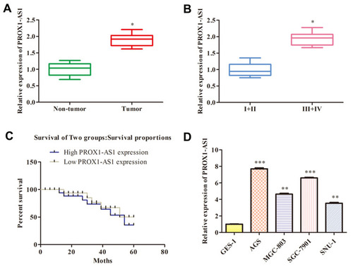 Figure 1 PROX1-AS1 expression is up-regulated in GC and positively correlates with poor prognosis. (A) The PROX1-AS1 mRNA level in GC tissues and the corresponding normal tissues were detected by RT-qPCR assay. (B) Examination of the correlation between PROX1-AS1 expression and clinical pathological features showed that PROX1-AS1 up-regulation correlated with advanced pathological stage. (C) Kaplan-Meier curves for overall survival analysis based on PROX1-AS1 expression. (D) The expression of PROX1-AS1 was assessed in GC cells. *P < 0.05, **P < 0.01, ***P < 0.001 vs Non-tumor, I+II or GES-1 group.