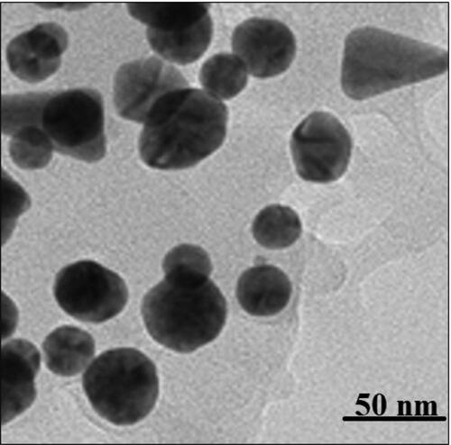 Figure 3. TEM analysis of biosynthesized AuNPs.