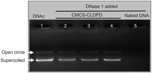 Figure 10 Agarose gel electrophoresis analysis of o-carboxymethyl-chitosan cationic liposome-coated deoxyribonucleic acid/protamine/deoxyribonucleic acid complexes after incubation with DNase I. Lane 1: deoxyribonucleic acid control; Lane 2–4: o-carboxymethyl-chitosan cationic liposome-coated deoxyribonucleic acid/protamine/deoxyribonucleic acid complexes incubated with DNase I for 0.5, 1, and 2 hours, respectively; Lane 5: naked deoxyribonucleic acid incubated with DNase I for 0.5 hours.Abbreviations: CMCS, o-carboxymethyl-chitosan; CLDPD, cationic liposome-coated deoxyribonucleic acid/protamine/deoxyribonucleic acid complexes; DNA, deoxyribonucleic acid; DNAc, deoxyribonucleic acid control.