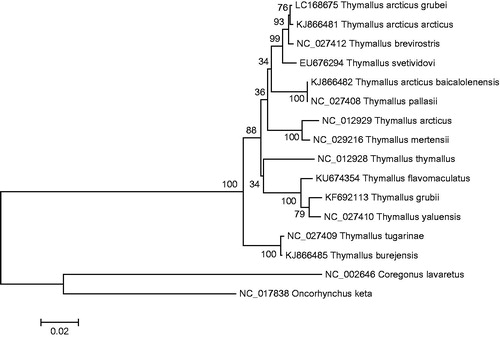 Figure 1. A phylogenetic tree constructed based on the comparison of complete mitochondrial genome sequences of the grayling, T. arcticus grubei and other thirteen species of Thymallus genus. They are T. thymallus (European grayling), T. pallasii (East Siberian grayling), T. arcticus (Arctic grayling), T. tugarinae (Lower Amur grayling), T. burejensis (Bureya grayling), T. grubii (Amur grayling), T. arcticus arcticus (Arctic grayling), T. brevirostris (Mongolian grayling), T. yaluensis (Yalu grayling), T. mertensii (Kamchatka grayling), T. flavomaculatus (Yellow-spotted grayling), T. baicalolenensis (Baikal black grayling), and T. svetividovi (Upper Yenisei grayling). Oncorhynchus keta and Coregonus lavaretus are used as outgroup. Genbank accession numbers for all sequences are listed in the figure. The numbers at the nodes are bootstrap percent probability values based on 1000 replications.