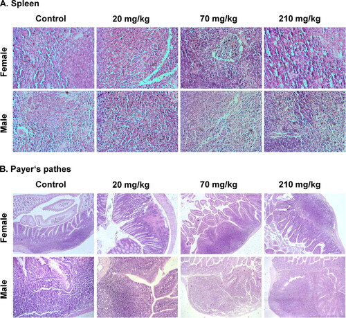 Figure 3. Histopathological results of spleen tissues and Payer's patches in female and male mice after oral administration for 28 days (only one representative picture per group is presented in the figure).