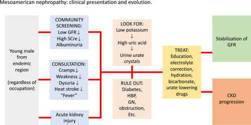 Figure 2 Mesoamerican Nephropathy: Clinical presentation and evolution. From suspected case to progression, the clinical aspects of the management of these patients are similar in all countries of the region.
