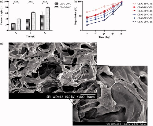 Figure 3. (a) The results of contact angle measurement of chitosan–gelatine scaffolds prepared at different pre-freezing temperatures and times. When prepared in a determined time, decreasing the temperature increased the contact angle which indicates a more hydrophobic surface. (b) The degradation profiles of chitosan–gelatine scaffolds prepared at different pre-freezing temperatures and times. (c) SEM image of amniotic epithelial cells attached to the chitosan–gelatine scaffold (***p < .001).