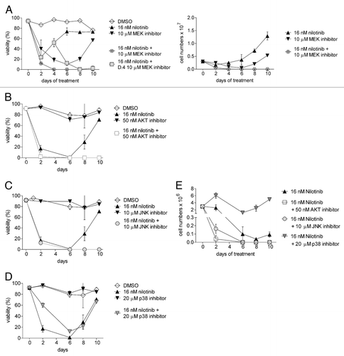 Figure 6. Inhibition of Erk, Akt and JNK pathways inhibits drug tolerance to nilotinib. 8093 ALL cells were treated with control DMSO, 16 nM nilotinib, or inhibitors of different pathways alone or combined with nilotinib. Inhibitors used include (A) 10 μM of the MEK inhibitor U0126, (B) 50 nM of the Akt inhibitor Triciribine (C) 10 μM of the JNK inhibitor SP600125 and (D) 20 μM of the p38 inhibitor CAY10571 (an SB203580 analog). The graphs shown in B-E were generated in a single experiment; the graphs share the nilotinib-treated and DMSO-treated samples. The graph in A represents a separate experiment. Left panels, viability (% viable cell counts/total cell counts). (E) Total viable cell counts from B-D. Results shown are representative of three independently performed experiments.