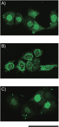 Figure 5.  Fluorescence images of living FRSK cells after treatment with complexes of peptide conjugates and siRNA. A mixture of fluorescein-labeled siRNA (final concentration = 60 nm) with (A) Pen-K10 or (B) TP-K6 at a 60-fold molar ratio (peptide/siRNA) was incubated with the cells for 2 hr at 37°C, after which fluorescence microscopy was done without fixation of the cells. (C) LF 2000 was also tested as a siRNA carrier. Scale bar = 50 μm.