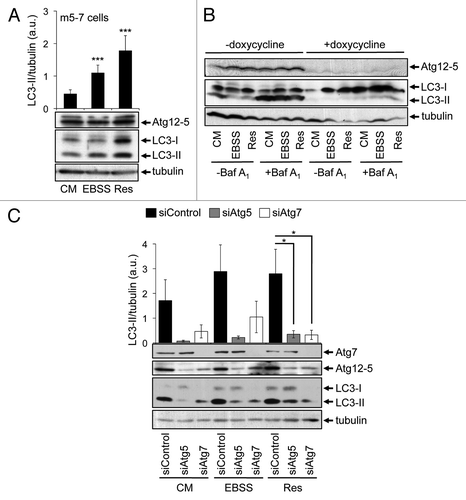 Figure 6. Resveratrol-mediated autophagy depends on Atg7 and Atg5. Mouse embryonic fibroblasts (m5-7 cells) were treated with 64 µM resveratrol (Res), nutrient-free medium (EBSS) or control medium (CM) for 3 h and subjected to quantitative anti-LC3 western blotting (n = 7) (A). Doxycycline (1 µg/ml) was added to the culture medium in order to shut down Atg5 expression in m5-7 cells. Representative western blots (n = 3) detecting Atg5 (Atg12–5 conjugate), LC3 or tubulin upon treatments with control medium (CM), 64 µM resveratrol (Res) or nutrient-free medium (EBSS) for 3 h are shown; bafilomycin A1 (Baf A1) was added after 2 h as indicated (B). Stable GFP-WIPI-1 U2OS cells were transfected with control, Atg5 or Atg7 siRNAs for 72 h and treated with control medium (CM), 64 µM resveratrol (Res) or nutrient-free medium (EBSS) for 3 h. Representative downregulation of Atg5 (Atg12–5 conjugate) or Atg7 protein is shown and LC3-II protein abundance was normalized over tubulin and quantified (n = 3) (C). p-values: *p < 0.05; ***p < 0.001.