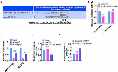 Figure 4. DUSP6 was targeted by miR-211-5p.