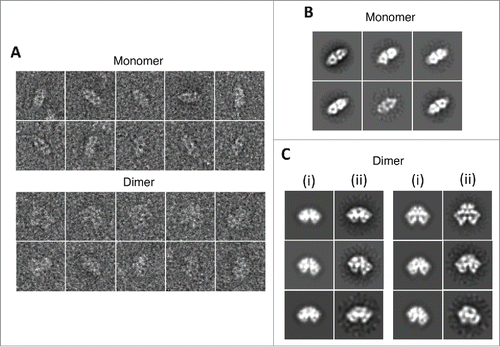 Figure 2. 2D image processing. (A) Examples of individual boxed-out raw particles. (B) Reference-free class averages of ATM monomer. (C) Comparison between representative map projections of ATM dimer (i) and their corresponding reference-free class averages (ii) in the same orientations.