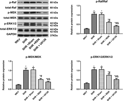 Figure 5. Comparison of the expression of Raf/MEK/ERK pathway-related proteins in rats in each group