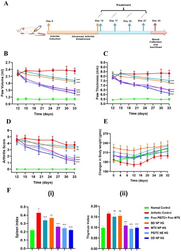 Figure 7. In vivo anti-arthritic effect of the dual-drug nanoparticles loaded hydrogel in FCA-induced RA rats. (A). Timeline for the dual-drug nanoparticles loaded hydrogel treatment in RA model rat (FCA-induced) with different treatment groups. (B). Changes in paw volume over time in the different treatment groups. (C). Changes in paw thickness over time in the different treatment groups (D). Arthritis scores for RA in rats on following treatment with different formulations. According to the standard scoring method, the average arthritis score was assessed by blind testing (scale of 0–4). (E). Changes in body weight in the FCA-immunized rats were measured from day 0-32  following treatment. (F). The index of (i) spleen and (ii) thymus on day 33 in different treatment groups of FCA-immunized rats. The index of the thymus and spleen were expressed as the ratio (mg/g) of thymus and spleen wet weight versus body weight, respectively. The data are represented as mean ± SD (n = 4). The values were statistically examined using one-way ANOVA test. Statistical significance: *p < 0.05, **p < 0.01, ***p < 0.001, and ns- non-significant.FCA: Freund’s adjuvant, Complete.