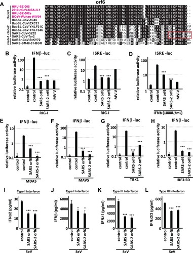 Figure 2. SARS-CoV-2 orf6 is one of the most potent interferon antagonists. (A) Multiple alignment of orf6. Amino acid sequences of orf6 SARS-CoV-2, SARS-CoV and SARS-like bat coronavirus were aligned using Clustal Omega. Red box indicates the region reported important for interferon antagonism. Accession numbers of the selected strains are as follow: HKU-SZ-005 (MN975262). 2019-nCoV-USA-IL1 (MN988713.1). HKU-SZ-002a (MN938384). BCoV-Wuhan-WIV04 (EPI_ISL_402124). Bat-SL-CoV-ZC45 (MG772933). Bat-SL-CoV-ZXC21 (MG772934). Bat-SL-CoV-YNLF31C (KP886808). Bat-SL-CoV-YNLF34C (KP886809). SARS-CoV-GZ02 (AY390556). SARS-CoV-Tor2 (AY274119). SARSr-CoV-BtKY72 (KY352407.1). SARS-BM48-31-BGR (GU190215). (B-C) SARS-CoV and SARS-CoV-2 orf6 inhibit RIG-I-activated interferon signalling. (B) IFNβ-luc or (C) ISRE-luc reporter was co-transfected with pRL-TK plasmid, expression vector for RIG-I 2CARD domain and expression vector for either SARS-CoV or SARS-CoV-2 orf6 into 293FT cells for 24 h. Cells were then lysed for dual luciferase assay. (D) Both SARS-CoV and SARS-CoV-2 orf6 inhibit interferon-stimulated gene transcription. ISRE-luc reporter was co-transfected with pRL-TK plasmid together with expression plasmid for orf6 of either SARS-CoV or SARS-CoV-2. 24 h post-transfection, cells were treated with 1000 units of recombinant human IFNβ for 12 h before lysis. (E-H) SARS-CoV and SARS-CoV-2 orf6 inhibit IFNβ production at a step post-IRF3 phosphorylation. IFNβ-luc, pRL-TK and expression plasmid of either SARS-CoV orf6 or SARS-CoV-2 orf6 were co-transfected into 293FT cells together with expression plasmid for either (E) MDA5, (F) MAVS, (G) TBK1, or (H) IRF3-5D, which is a phospho-mimic of activated form of IRF3. Cells were lysed at 24 h post-transfection for dual luciferase measurement. (I-L) SARS-CoV and SARS-CoV-2 orf6 inhibit secreted type I and type III interferon proteins. 293FT cells were mock transfected or transfected with SARS-CoV orf6 or SARS-CoV-2 orf6 expression plasmid. 24 h post-transfection cell were infected by 64 HA units of Cantell strain Sendai virus. Cell supernatant was collected 24 h post-infection for quantitation of (I) IFNα2, (J) IFNβ, (K) IFNλ1 and (L) IFNλ2/3 proteins using multiplex bead-based cytokine flow cytometry. Statistical significance was calculated by unpaired two-tailed student’s t-test. * represents P < 0.1, *** represents P < 0.001. Error bars denote standard deviation.