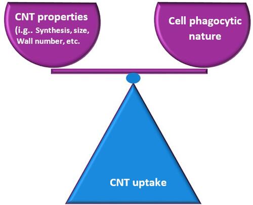 Figure 3 CNT uptake is mediated according their characteristics. The entry and interaction of the CNT is dependent on the balance between different characteristics such as the phagocytic nature of the cells, size and types of functionalization of the nanotubes.