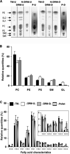 Figure 6.  Lipid characteristics of TM, DRM, N-DRM and pellet (P) of U and D membranes. (A) TLC plates: TM-U and TM-D were membrane extracts from U and D membranes; DRM-U, N-DRM-U and P-U are from of U membranes, respectively; DRM-D, N-DRM-D and P-D are from of D membranes. (B) The percentage repartitions of lipid classes normalized for each deposited samples are shown: TM-U or TM-D (filled bars), DRM-U (open bars), DRM-D (grey bars). (C) Percentages of saturated or unsaturated fatty acid of TM-U (filled bars), DRM-U (open bars), DRM-D (grey bars), pellet (bicolor bars). Insert: Zoom of the zone C20:1-C24:0. CX:Y indicated: X: the number of carbon atoms in the fatty acid chain; Y: the number of double bonds. The ratios of unsaturated to saturated fatty acids for TM-U, DRM-U, DRM-D were: 1.7±0.1, 1.0±0.15, and 1.1±0.2, respectively. GL1, GL2 can correspond to glyco-lipids or spingoglycolipids that we were not able to differentiate.