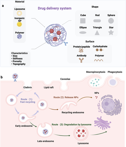 Figure 1 (a) Illustration of heterogeneity of drug delivery systems. From a material perspective, NPs can be constructed from lipids, polymers, and inorganic materials; In terms of shape, NPs can be designed into cube, sphere, rod, ellipse, star, and triangle; On the surface, surface-binding materials can be proteins, carbohydrates, antibodies, and polymers. These differences in NPs give rise to distinct characteristics, encompassing material composition, size, stiffness, porosity, morphology, and shape. (b) The mechanisms involved in cellular uptake and intracellular transport of NPs. The endocytosis of NPs encompasses two major pathways: phagocytosis and pinocytosis, which includes clathrin-mediated endocytosis, caveolin-mediated endocytosis, clathrin/caveolae-independent endocytosis, and micropinocytosis. Subsequently, there are three possible transport mechanisms for NPs inside cells: (1) Rapid recycling, (2) Release into the cytoplasm or nucleus, and (3) Degradation by lysosomes. Created with BioRender.com.