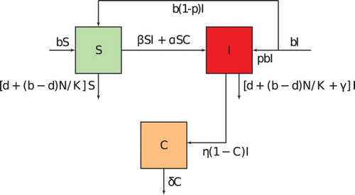 Figure 1. Schematic representation of the model. Note that all rates are dependent on the variable for the group from which they originate (Colour online).