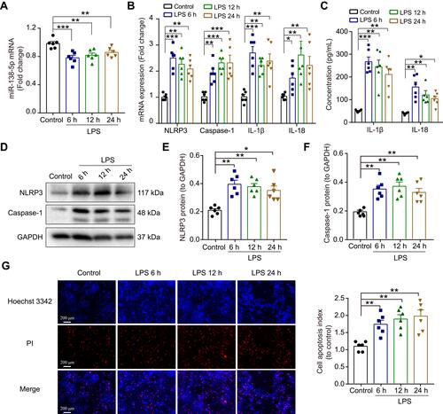 Figure 4 Effect of LPS on the expression of miR-138-5p and NLRP3/caspase-1 in RM microglial cells. The qRT-PCR result of (A) miR-138-5p, (B) NLRP3, caspase-1, IL-1β and IL-18 mRNA expression in RM cells at 6 h, 12 h and 24 h after LPS. (C) ELISA assay of IL-1β and IL-18 protein expression. (D) Representative Western blot bands and densitometric analysis of (E) NLRP3 and (F) caspase-1 in RM cells at 6 h, 12 h and 24 h after LPS. (G) Hoechst 33342/PI dual staining assays and counted of cell apoptosis in RM cells at 6 h, 12 h and 24 h after LPS. GAPDH was used as an internal control. Data were presented as mean ± SEM. n = 6 per group. *p < 0.05, **p < 0.01, ***p < 0.001.