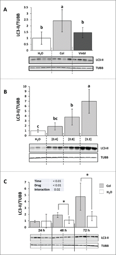 Figure 1. Colchicine promotes an increase of LC3-II in the liver of trout. (A) Representative LC3-II and TUBB immunoblots of liver homogenates from trout treated with water, 2 mg/kg/d vinblastine or 0.4, mg/kg/d colchicine for 2 d. Graph represents the ratio between LC3-II and TUBB used as loading control. Different letters represent significantly different values (P < 0.05; n = 6). (B) Representative LC3-II and TUBB immunoblots of liver homogenates from trout treated with water, 0.4, 0.8 or 3.2 mg/kg/d colchicine for one d. Graph represents the ratio between LC3-II and TUBB used as loading control. Different letters represent significantly different values (P < 0.05; n = 6). (C) Representative LC3-II and TUBB immunoblots of liver homogenates from trout treated with water or 0.8 mg/kg/day colchicine for one, 2 or 3 d. Graph represents the ratio between LC3-II and TUBB used as loading control. * was used to indicate significant difference between treatment (P < 0.05; n = 6).