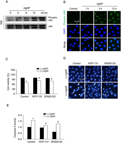 Figure 6. AgNP activated JNK signaling. (A) Western blot analysis was performed to detect phospho JNK protein. JNK was used as loading control. (B) Phospho JNK was assessed using immunocytochemistry using a phospho JNK antibody and a fluorescein isothiocyanate-conjugated secondary antibody. Confocal microscopic image showed the phospho JNK expression (green), nucleus location (blue), and the merged image indicated the localization of phospho JNK. (C) Cell viability was detected using the MTT reagent. (D) Apoptotic bodies were detected by Hoechst 33342. The arrows indicated apoptotic bodies. (E) Caspase-3 activity was detected using the Caspase-Glo®-3/7 assay kit. (C, E) *Significantly different from the control group (p < 0.001), #significantly different from the AgNP group (p < 0.001).