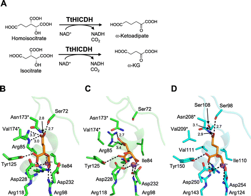 Fig. 5. Structure of homoisocitrate dehydrogenase from T. thermophilus (TtHICDH).