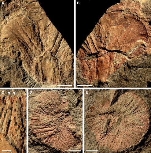 Figure 16. Echidnacaris briggsi (Nedin, Citation1995) comb. nov. oral cones. A, B, SAMA P55600. Deformed oral cone. A, SAMA P55600a. B, SAMA P55600b (light from upper right). C, SAMA P55650a. Detail of teeth (arrowheads) on inner margin of large and medium-sized plates. D, E, SAMA P55433. Smallest known oral cone. D, SAMA P55433a. E, SAMA P55433b. Scale bars: A, B = 10 mm; C = 5 mm; D, E = 2 mm.