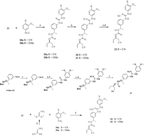Scheme 2. Syntheses of compounds 30–35. Reagents and conditions: (a) DCM, RT; (b) (i) CuSO4:SiO2; (ii) methanolic NH3, THF; (c) MeI, K2CO3, acetone; (d) NaNHCN, 2-propanol, 80 °C, 1 h; (e)1,1′-thiocarbonyldi-2(1H)-pyridone, DCM, RT; (f) (i) HCl:1,4-dioxane, RT; (ii) 11b, CDI, EtOAc, RT; (g) MeI, DMF, RT; (h) EtOH, reflux.