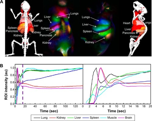Figure 2 Transient and short-term biodistribution of swCNT.Notes: (A) Dynamic contrast-enhanced imaging with swCNTs for the first 130 seconds after injection. Biodistribution was observed primarily in the lungs, liver, kidney, and spleen. The pancreas in the interstitial space between the kidney and the spleen was not observable in the raw time-course images. (B) Normalized time courses over the organs. The lungs, kidney, and liver show large spikes shortly after injection (approximately 5 seconds) and return to a steady-state intensity after 20 seconds. The spleen showed no fluctuations and a monotonic increase over time. Reprinted with permission from Welsher K, Sherlock SP, Dai H. Deep-tissue anatomical imaging of mice using carbon nanotube fluorophores in the second near-infrared window. Proc Natl Acad Sci U S A. 2011;108(22):8943–8948. Copyright © 2011 Proceedings of the National Academy of Sciences of the United States of America.Citation27Abbreviations: au, absorbance units; ROI, regions of interest; swCNTs, single-walled carbon nanotubes.
