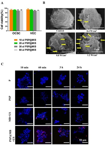 Figure 3 Cell viability, SEM and CLSM images of OCSCs.Note: (A) The OCSCs and vascular endothelial cells (VECs) were incubated with the concentration of PSP@MB (1.0–3.0×1010 MBs/mL) for 24 h, respectively. CCK-8 assay was showed that the cell viability of OCSCs and VECs was >85% in each group, which suggested good biocompatibility of the PSP@MB in vitro. (B) The SEM images of OCSCs under different acoustic intensity and PSP@MB (scale bar =5 μm). Ultrasound generated reparable small pores (the yellow arrow) at the surface of OCSC membranes, by which could enhance OCSC uptake of plasmid DNA. More small pores would be generated under high acoustic intensity (1.2 W/cm2) compared to low acoustic intensity (0.4 W/cm2). (C) CLSM images of OCSCs transfected with PSP@MB combined ultrasound for 10 min, 60 min, 3 h and 24 h. There was more pDNA into OCSC in the PSP@MB+US group compared to MB+US group or PSP group. It showed that PSP@MB combined ultrasound could efficiently deliver pDNA to OCSC with sonoporation. pDNA was labeled with Cy5 (red) and cell nuclei were stained by DAPI (blue).Abbreviations: VEC, vascular endothelial cell; pDNA, plasmid DNA; min, minute; h, hour; SEM, scanning electron microscope.