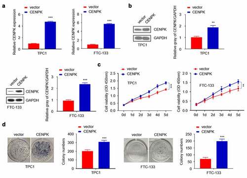 Figure 3. Overexpression of CENPK promotes DTC cell proliferation and colony