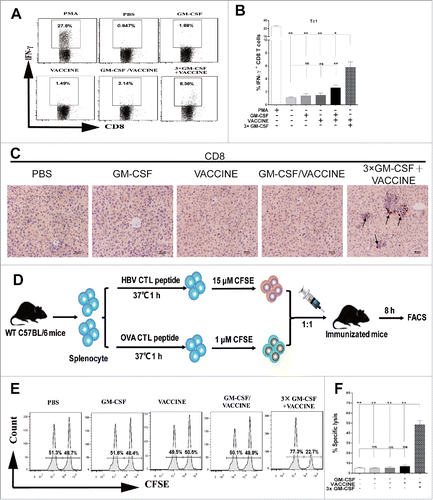 Figure 3. 3 × GM-CSF+VACCINE induces robust HBV specific CD8+ T-cell response in vivo. (A,B) 14 d after the fourth immunization, spleen cells were stimulated with 10 μg/mL HBsAg for 18 hours in vitro or with PMA (100 ng/mL) and Ionomycin (1 μg/mL) for 6 hours as a positive control. (A) Representative flow cytometry results of IFN-γ+/CD8+ T cells are shown. (B) The percentage of CD8+ T cells that were IFN-γ+ is presented. (C) IHC for CD8+ T cells (brown staining) on liver sections at 14 d after the fourth immunization. Scale bar represents 50 μm. (D) In vivo CTL strategy is illustrated. (E-F) Percentage of HBsAg-specific CTL activity in vivo is summarized. Bars are shown as mean ± SEM. *, P<0.05; **, P<0.01; ns, not significant.